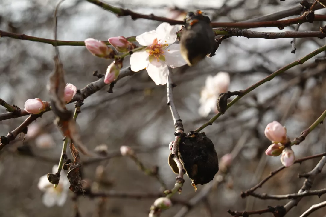 Абрикос зацвел