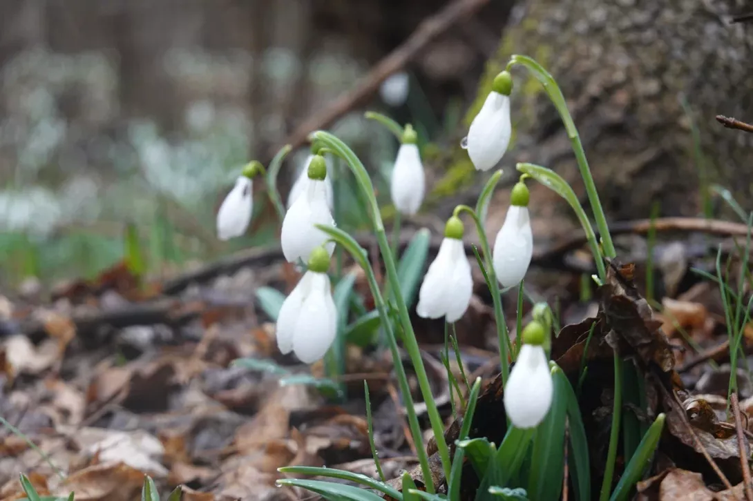 Подснежники в марте
